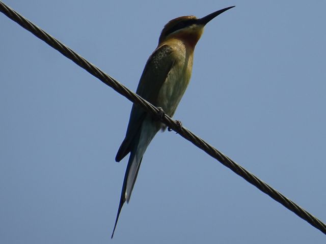 Kottayam